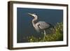 Florida, Venice, Great Blue Heron Drinking Water Streaming from Bill-Bernard Friel-Framed Photographic Print