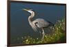 Florida, Venice, Great Blue Heron Drinking Water Streaming from Bill-Bernard Friel-Framed Photographic Print