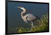 Florida, Venice, Great Blue Heron Drinking Water Streaming from Bill-Bernard Friel-Framed Photographic Print