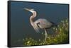 Florida, Venice, Great Blue Heron Drinking Water Streaming from Bill-Bernard Friel-Framed Stretched Canvas