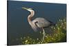 Florida, Venice, Great Blue Heron Drinking Water Streaming from Bill-Bernard Friel-Stretched Canvas