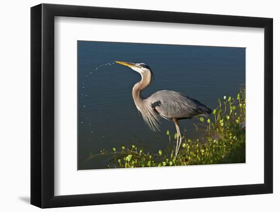 Florida, Venice, Great Blue Heron Drinking Water Streaming from Bill-Bernard Friel-Framed Photographic Print