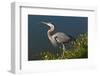 Florida, Venice, Great Blue Heron Drinking Water Streaming from Bill-Bernard Friel-Framed Photographic Print