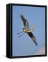 Florida, Venice, Great Blue Heron Flying Wings Wide Blue Sky-Bernard Friel-Framed Stretched Canvas