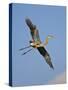 Florida, Venice, Great Blue Heron Flying Wings Wide Blue Sky-Bernard Friel-Stretched Canvas