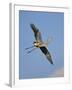 Florida, Venice, Great Blue Heron Flying Wings Wide Blue Sky-Bernard Friel-Framed Premium Photographic Print