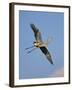 Florida, Venice, Great Blue Heron Flying Wings Wide Blue Sky-Bernard Friel-Framed Premium Photographic Print