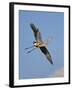 Florida, Venice, Great Blue Heron Flying Wings Wide Blue Sky-Bernard Friel-Framed Premium Photographic Print