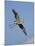 Florida, Venice, Great Blue Heron Flying Wings Wide Blue Sky-Bernard Friel-Mounted Premium Photographic Print