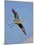 Florida, Venice, Great Blue Heron Flying Wings Wide Blue Sky-Bernard Friel-Mounted Premium Photographic Print