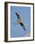 Florida, Venice, Great Blue Heron Flying Wings Wide Blue Sky-Bernard Friel-Framed Photographic Print