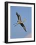 Florida, Venice, Great Blue Heron Flying Wings Wide Blue Sky-Bernard Friel-Framed Photographic Print