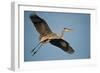 Florida, Venice, Great Blue Heron Flying Wings Wide Calling-Bernard Friel-Framed Photographic Print