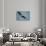 Florida, Venice, Great Blue Heron Flying Wings Wide Calling-Bernard Friel-Photographic Print displayed on a wall