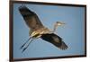 Florida, Venice, Great Blue Heron Flying Wings Wide Calling-Bernard Friel-Framed Photographic Print