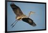 Florida, Venice, Great Blue Heron Flying Wings Wide Calling-Bernard Friel-Framed Photographic Print