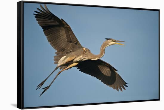 Florida, Venice, Great Blue Heron Flying Wings Wide Calling-Bernard Friel-Framed Stretched Canvas