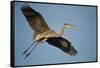 Florida, Venice, Great Blue Heron Flying Wings Wide Calling-Bernard Friel-Framed Stretched Canvas