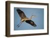 Florida, Venice, Great Blue Heron Flying Wings Wide Calling-Bernard Friel-Framed Photographic Print