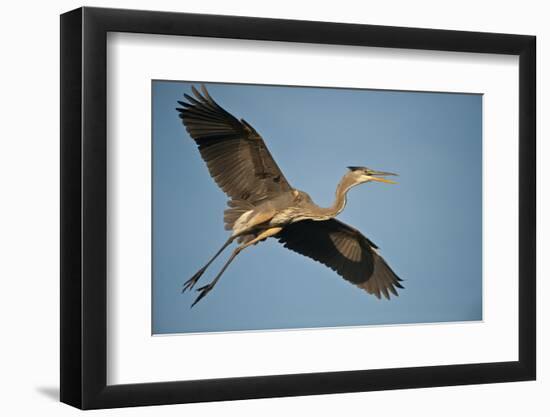 Florida, Venice, Great Blue Heron Flying Wings Wide Calling-Bernard Friel-Framed Photographic Print
