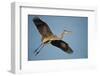 Florida, Venice, Great Blue Heron Flying Wings Wide Calling-Bernard Friel-Framed Photographic Print