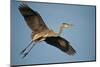 Florida, Venice, Great Blue Heron Flying Wings Wide Calling-Bernard Friel-Mounted Photographic Print