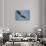 Florida, Venice, Great Blue Heron Flying Wings Wide Calling-Bernard Friel-Stretched Canvas displayed on a wall