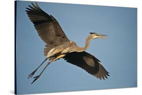 Florida, Venice, Great Blue Heron Flying Wings Wide Calling-Bernard Friel-Stretched Canvas