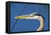 Florida, Venice, Great Blue Heron Holding Nest Material in Beak-Bernard Friel-Framed Stretched Canvas