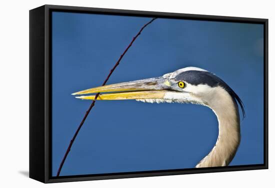 Florida, Venice, Great Blue Heron Holding Nest Material in Beak-Bernard Friel-Framed Stretched Canvas