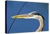 Florida, Venice, Great Blue Heron Holding Nest Material in Beak-Bernard Friel-Stretched Canvas