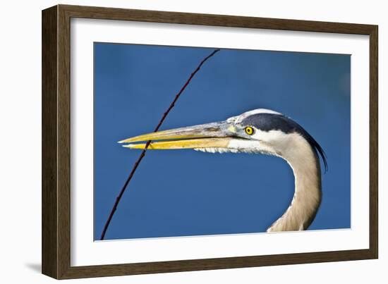 Florida, Venice, Great Blue Heron Holding Nest Material in Beak-Bernard Friel-Framed Photographic Print
