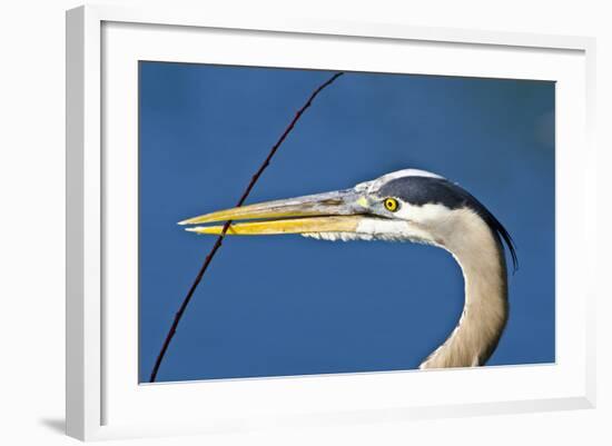 Florida, Venice, Great Blue Heron Holding Nest Material in Beak-Bernard Friel-Framed Photographic Print