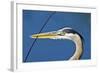 Florida, Venice, Great Blue Heron Holding Nest Material in Beak-Bernard Friel-Framed Photographic Print