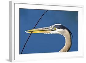 Florida, Venice, Great Blue Heron Holding Nest Material in Beak-Bernard Friel-Framed Photographic Print