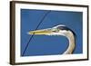 Florida, Venice, Great Blue Heron Holding Nest Material in Beak-Bernard Friel-Framed Photographic Print