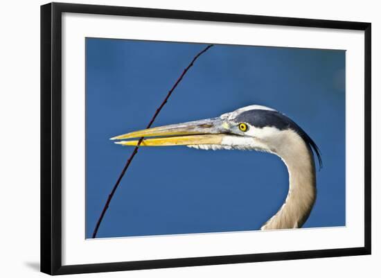 Florida, Venice, Great Blue Heron Holding Nest Material in Beak-Bernard Friel-Framed Photographic Print