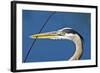 Florida, Venice, Great Blue Heron Holding Nest Material in Beak-Bernard Friel-Framed Photographic Print