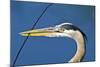 Florida, Venice, Great Blue Heron Holding Nest Material in Beak-Bernard Friel-Mounted Photographic Print