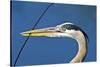 Florida, Venice, Great Blue Heron Holding Nest Material in Beak-Bernard Friel-Stretched Canvas