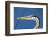 Florida, Venice, Great Blue Heron Holding Nest Material in Beak-Bernard Friel-Framed Photographic Print