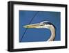 Florida, Venice, Great Blue Heron Holding Nest Material in Beak-Bernard Friel-Framed Photographic Print