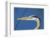 Florida, Venice, Great Blue Heron Holding Nest Material in Beak-Bernard Friel-Framed Photographic Print