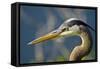 Florida, Venice, Great Blue Heron, Portrait-Bernard Friel-Framed Stretched Canvas