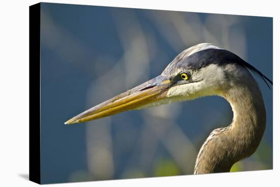 Florida, Venice, Great Blue Heron, Portrait-Bernard Friel-Stretched Canvas