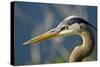 Florida, Venice, Great Blue Heron, Portrait-Bernard Friel-Stretched Canvas