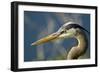 Florida, Venice, Great Blue Heron, Portrait-Bernard Friel-Framed Photographic Print