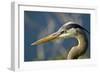 Florida, Venice, Great Blue Heron, Portrait-Bernard Friel-Framed Photographic Print