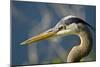 Florida, Venice, Great Blue Heron, Portrait-Bernard Friel-Mounted Photographic Print