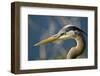 Florida, Venice, Great Blue Heron, Portrait-Bernard Friel-Framed Photographic Print